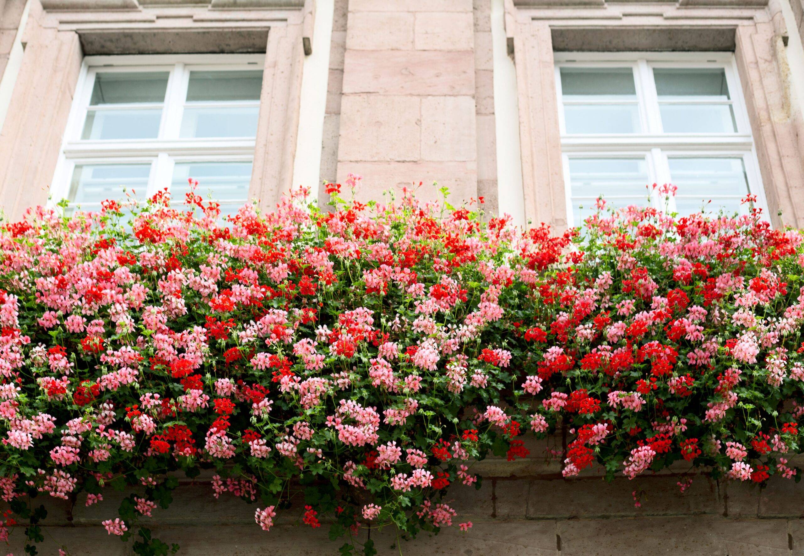 An einem Haus sind sommerliche Blumen in einem Blumenkasten angebracht 