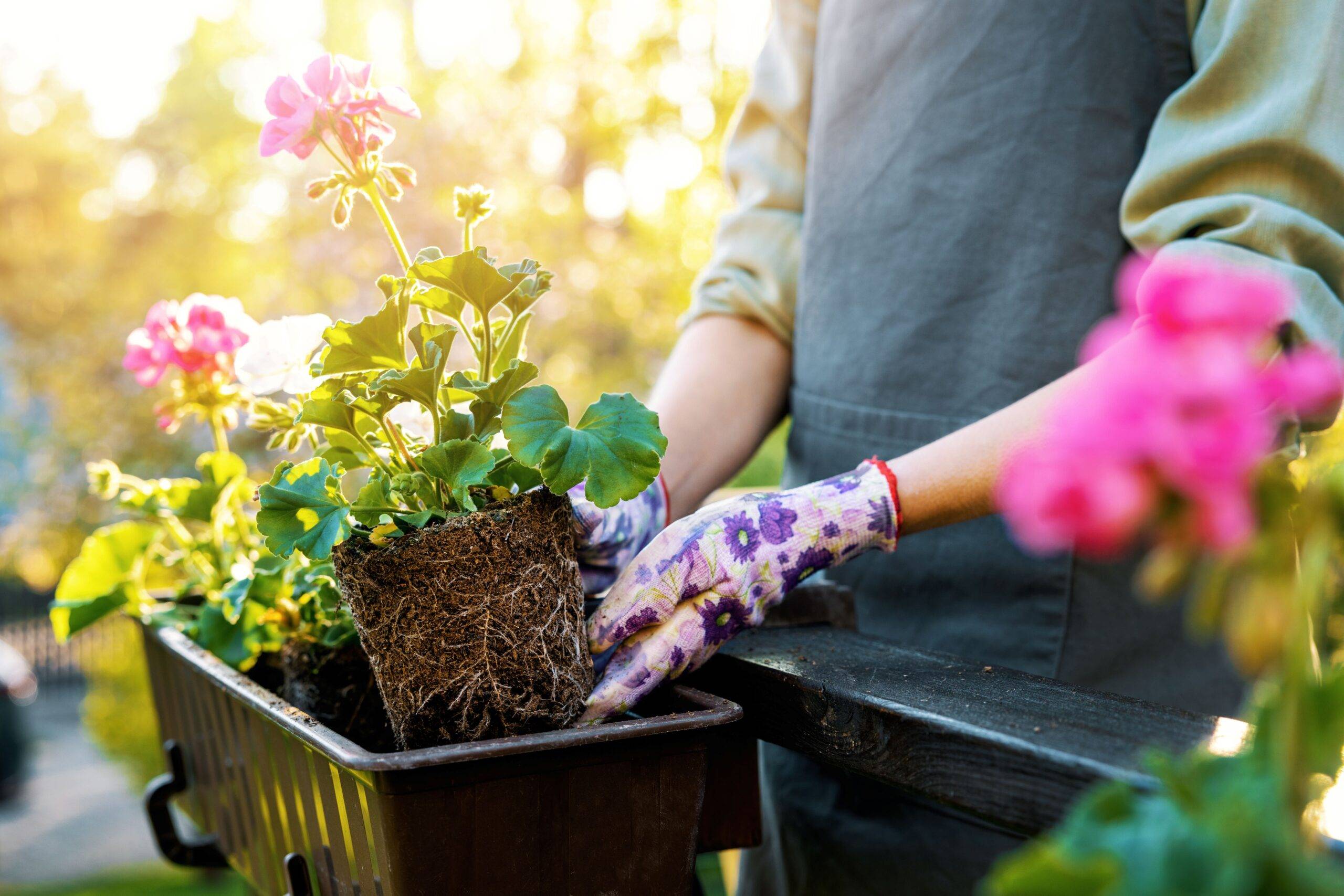 Eine Person tauscht Blumen von einem Blumenkasten aus